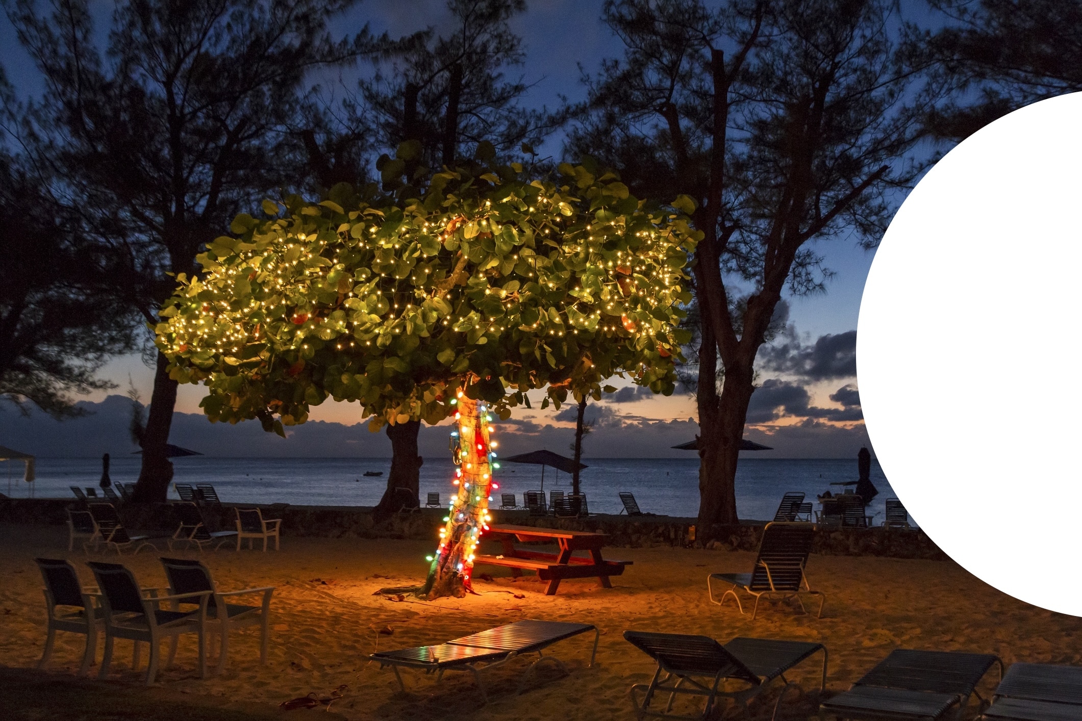 A tree with Christmas Lights at dusk on Seven Seas Beach in Grand Cayman